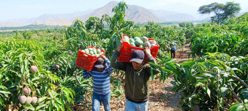 Luca, la moneda de un sol, mira una balanza: en un platillo una pila de cajas de mango con la mejor campaña de la historia, US$ 465 millones, y en el otro Verde, el billete de dólar, con un solo día del mercado del dólar, US$ 600 millones. La balanza se inclina hacia Verde. En el Niño de 2023 el calor mató la flor del mango y los envíos cayeron 67 %, pero el tamaño de la agroexportación es chico frente al mercado del dólar: El Niño quita dólares, menos de lo que parece, y lo que trae es un dólar más movido.